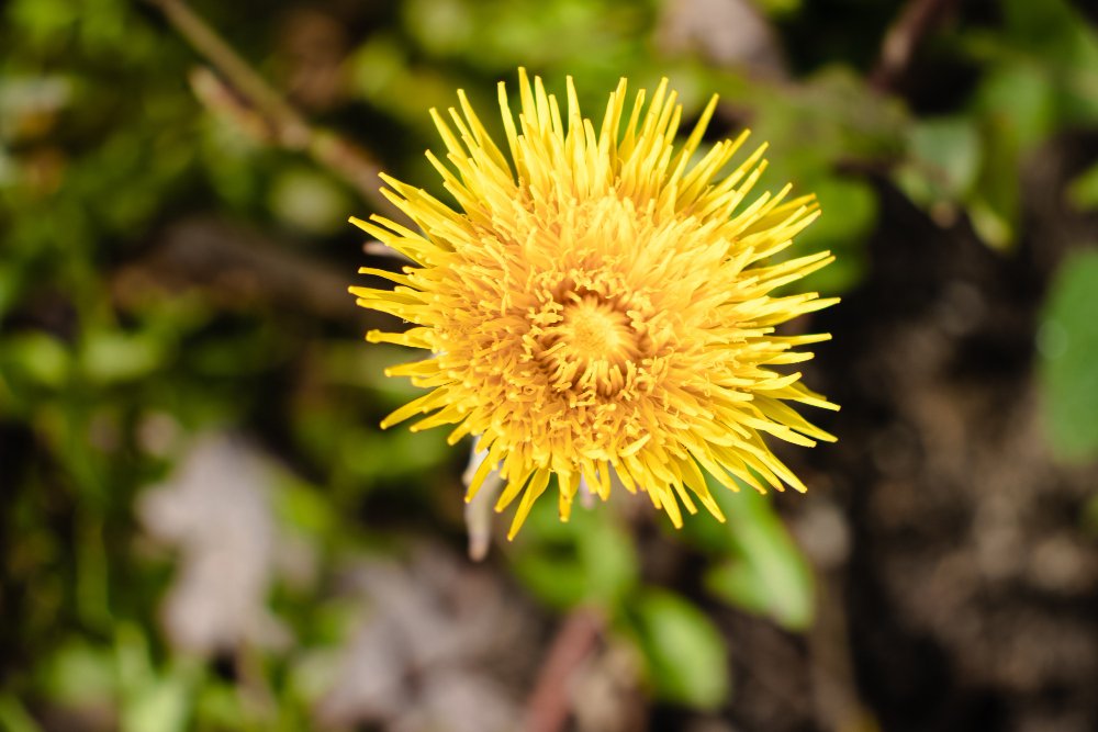 Natural safflower, zero chemicals